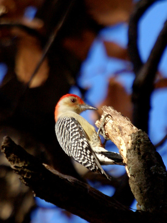 Red Bellied Woodpecker - AM light