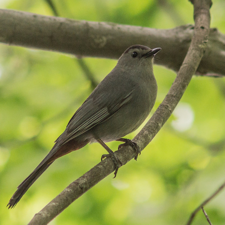 Gray Catbird - Lake Audubon