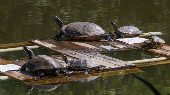 Turtles on the habitat raft - Lake Audubon