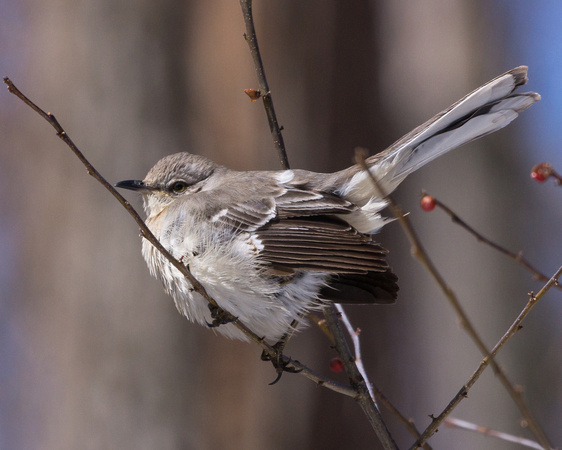Northern Mockingbird on a thin branch
