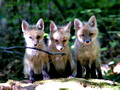 Inquisitive Red Fox kits