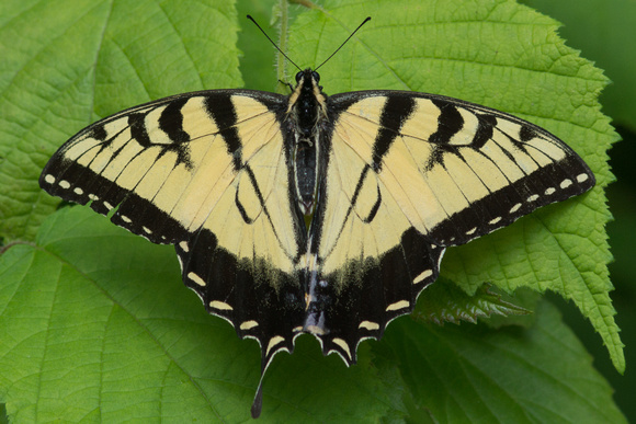 Eastern Tiger Swallowtail - missing tail