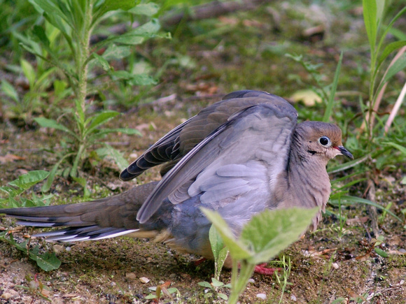 Mourning Dove - wings up