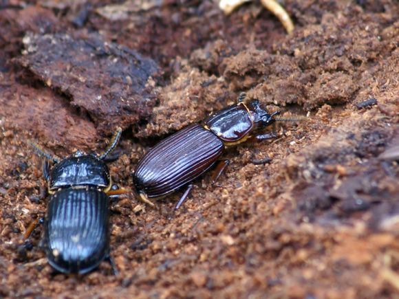 Beetles - below Links Pond