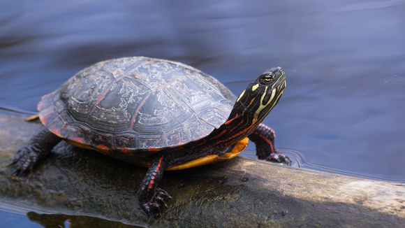 Another nicely posed Painted Turtle