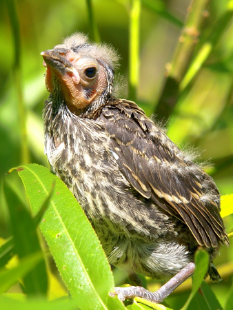 Can't wait till I grow up - baby red-winged blackbird