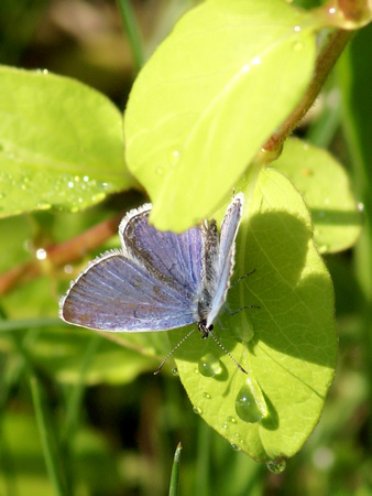 Butterfly - Eastern Tailed-Blue