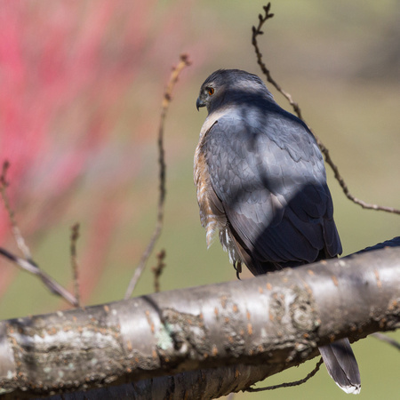 Cooper's Hawk in a Crabapple tree