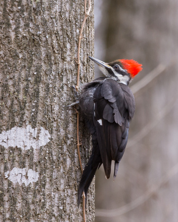 Female Pileated Woodpecker clinging to a tree