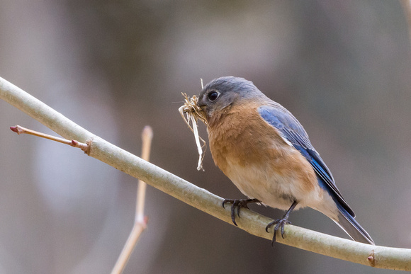 Female Eastern Bluebird with nesting material