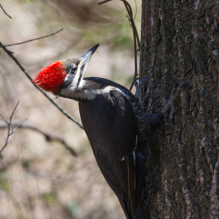 Female Pileated Woodpecker clinging to an Oak