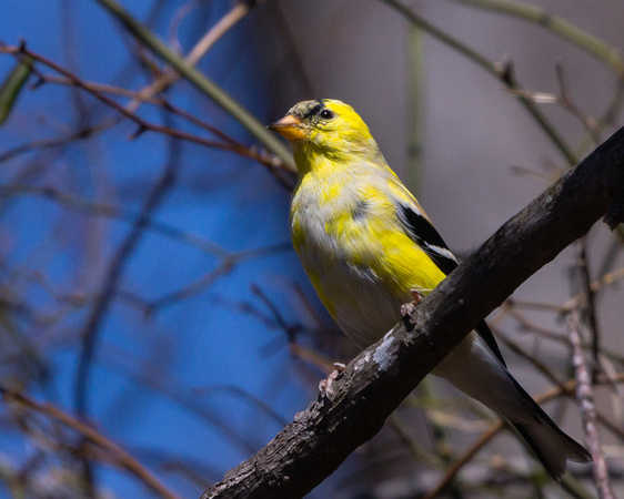 Male American Goldfinch - changing to breeding colors