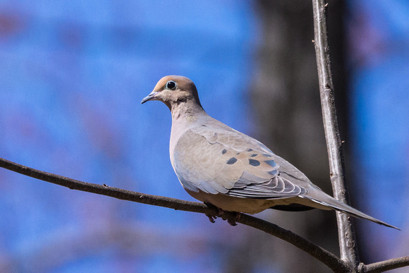 Mourning Dove on a thin branch