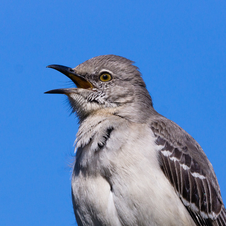 Northern Mockingbird - more singing