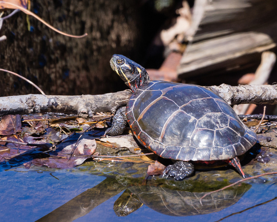 Painted Turtle - Links Pond spillway