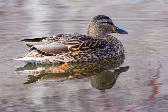 Female Mallard - Lake Audubon