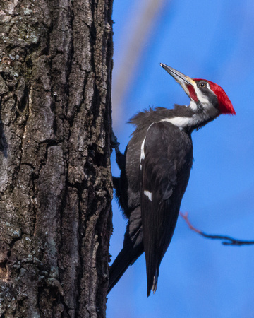 Male Pileated Woodpecker vertical