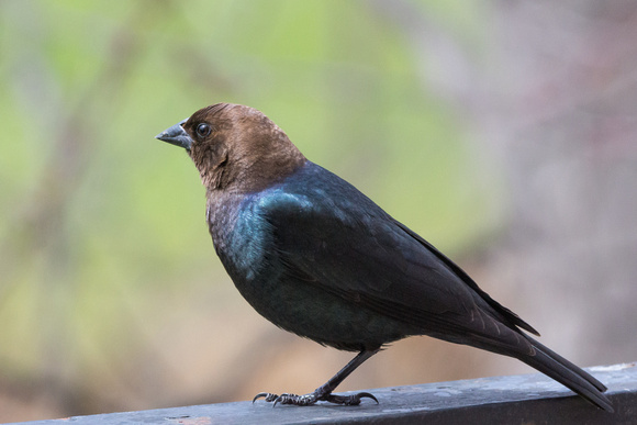 Male Brown-headed Cowbird out back