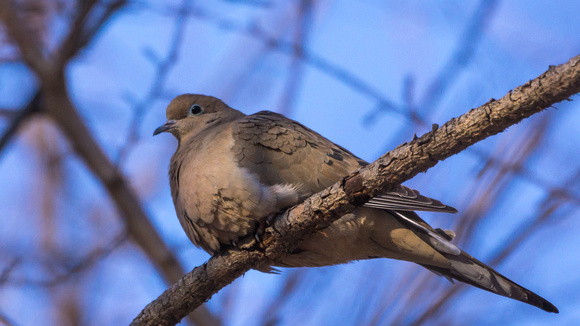 Mourning Dove on high Pine branch
