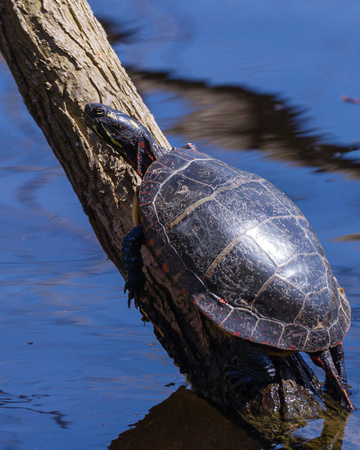 Painted Turtle sunning - Links Pond