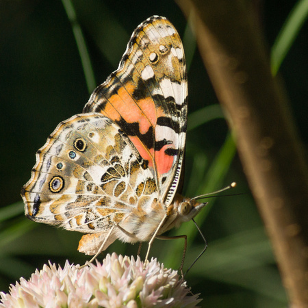 Painted  Lady