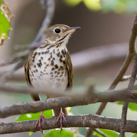 Hermit Thrush - partially obscured