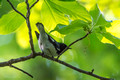 Black-throated Blue Warbler - Male