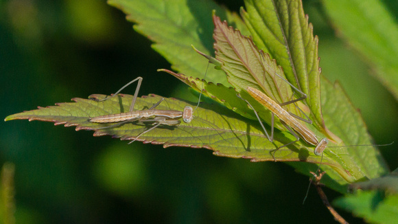 Two nymphs on a leaf