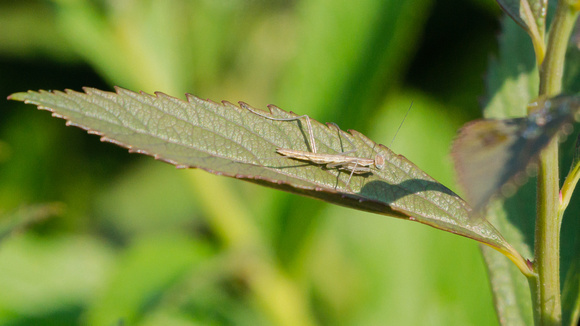 Mantis nymph on a thin leaf