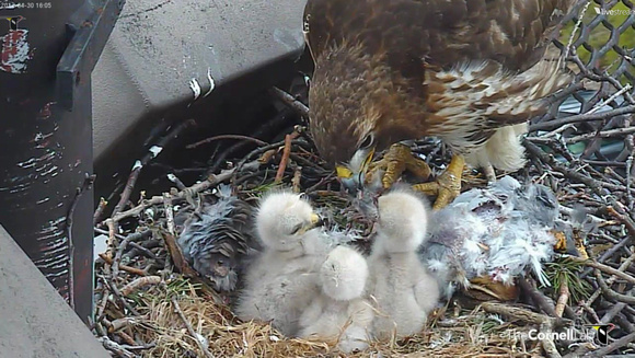 Red-tailed Hawk chick 13 - Cornell: http://www.livestream.com/cornellhawks