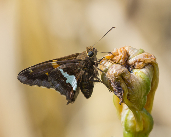 Silver Spotted Skipper on spent Iris