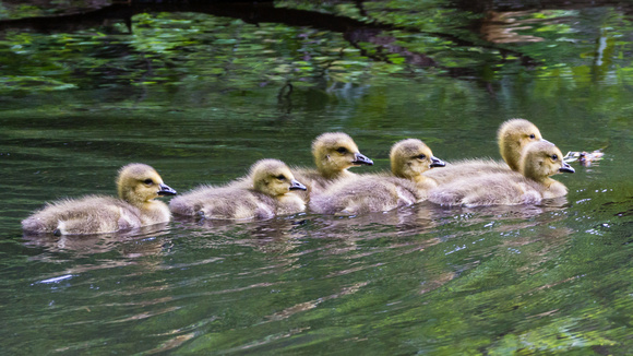 Six goslings