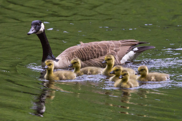 Canada Goose and her six goslings