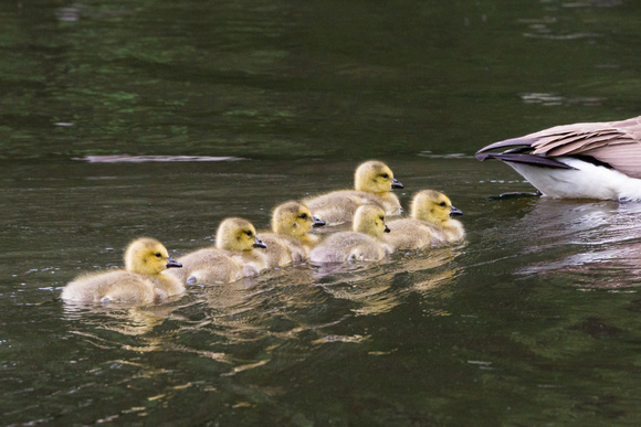 Six goslings following mom - Lake Audubon