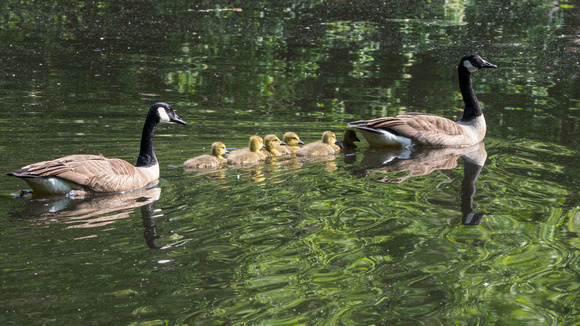 Canada Geese and their goslings - Lake Audubon