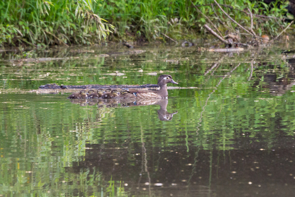 Wood Duck and six chicks - Lake Audubon