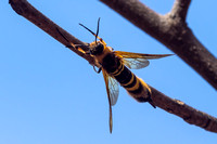 Wasps & Hornets