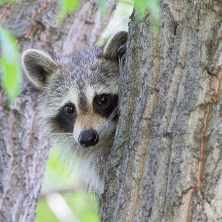 Raccoon climbing a Chestnut Oak