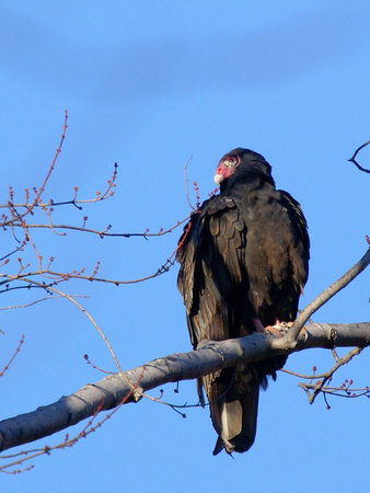Turkey Vulture on a high perch
