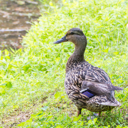 Female Mallard or American Black Duck