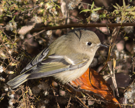 Ruby-crowned Kinglet - male - crown obscured