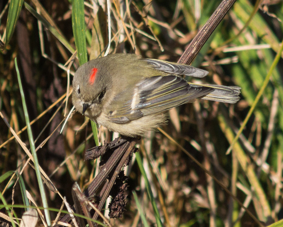 Ruby-crowned Kinglet - male - crown showing