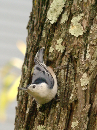 White-Breasted Nuthatch on Willow