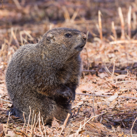 Our resident Groundhog finally emerges from winter