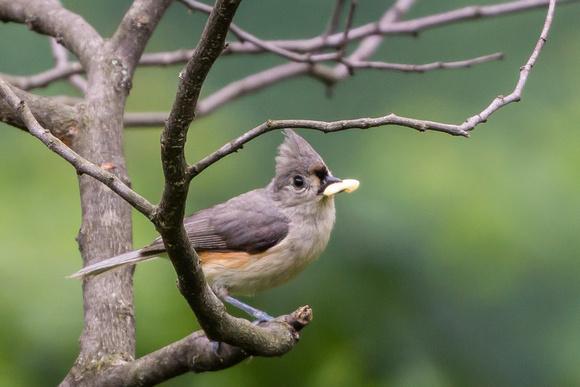 Tufted Titmouse with a seed