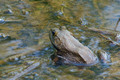 Bull Frog - Links Pond