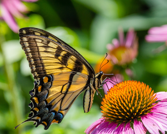 Eastern Tiger Swallowtail on a Cone Flower