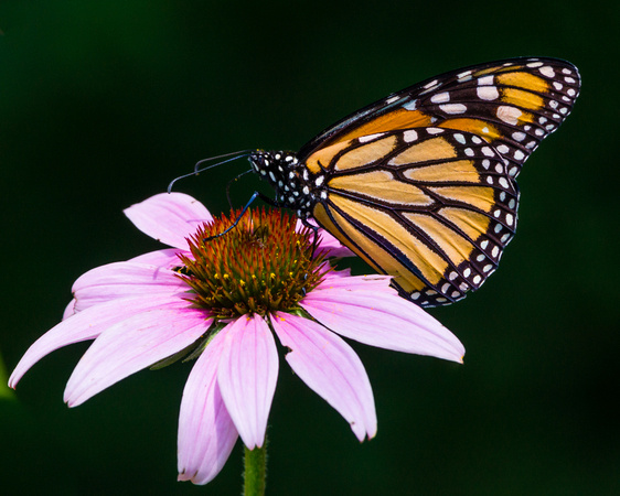 Monarch on an aging Cone Flower