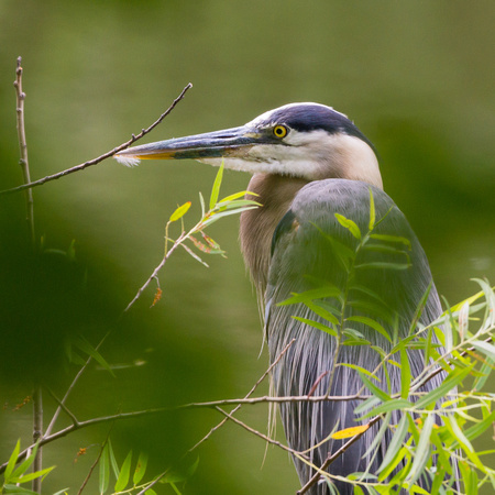 GBH hiding in a Willow Tree