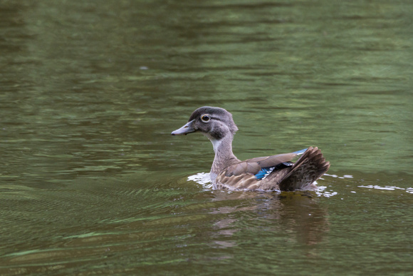 Female Wood Duck escapes - Lake Audubon